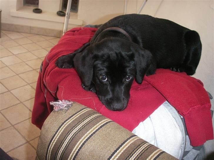 Labrador retriever Freya billede 10