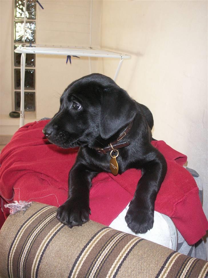 Labrador retriever Freya billede 11