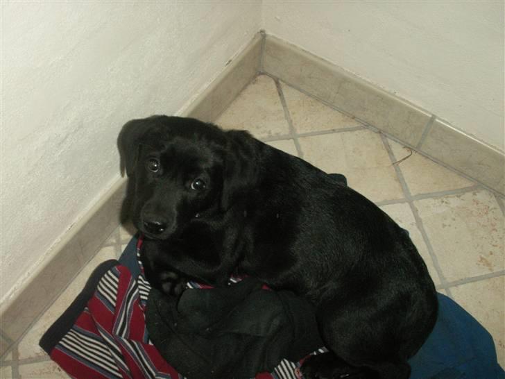 Labrador retriever Freya billede 12