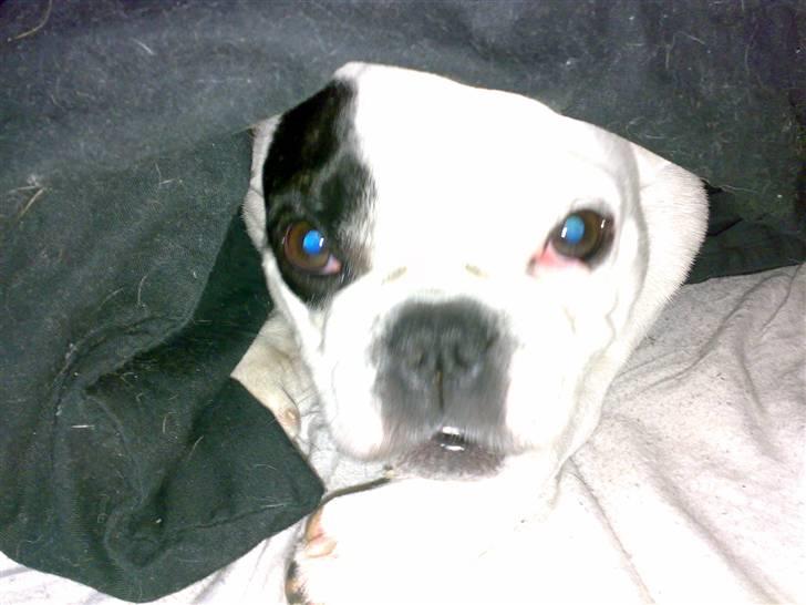 Fransk bulldog mini billede 12