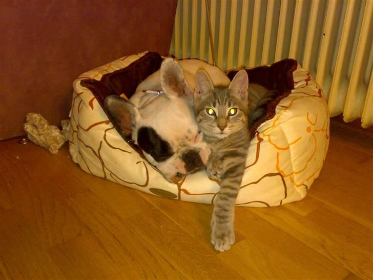 Fransk bulldog mini billede 13