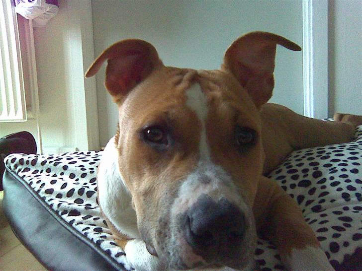 Amerikansk staffordshire terrier Oscar - Hej, jeg hedder Oscar! billede 1