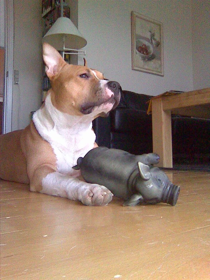 Amerikansk staffordshire terrier Oscar billede 2