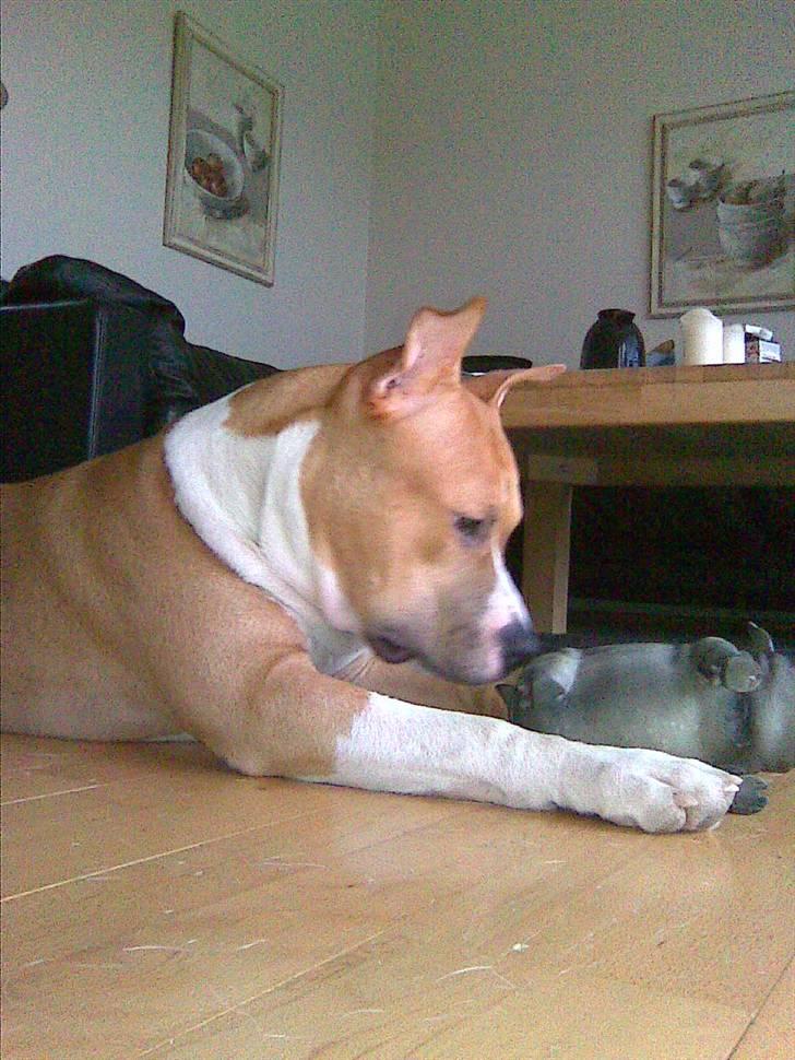 Amerikansk staffordshire terrier Oscar billede 3