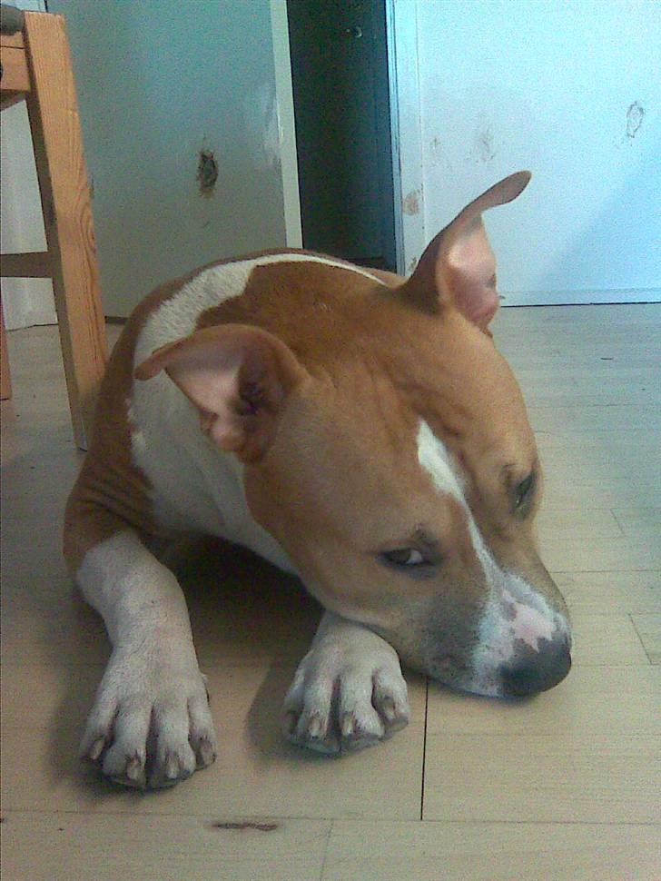 Amerikansk staffordshire terrier Oscar - Jeg har lavet hul i køkkendøren og skrabet på væggen fordi jeg ikke kan li´ at være alene hjemme. Slemme mig :-( billede 4