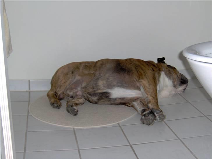 Engelsk bulldog Outskirts Diesel billede 7