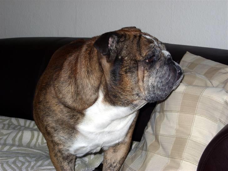 Engelsk bulldog Outskirts Diesel billede 8