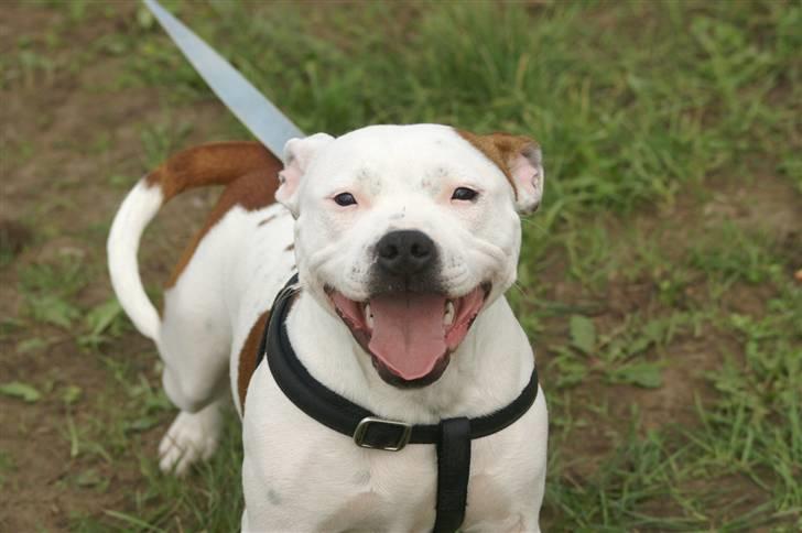 Staffordshire bull terrier Pil (Staffjoy's Kyomi) - Et billede af Pil som hvalpeglad.. Her er hun små 8 måneder gammel.. billede 1