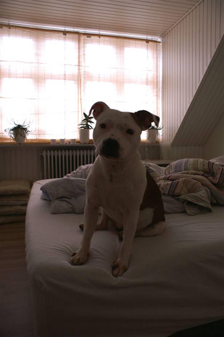 Staffordshire bull terrier Pil (Staffjoy's Kyomi) - Jeg sidder lige i sengen og venter, hvis der nu var nogen der skulle blive trætte.. billede 2
