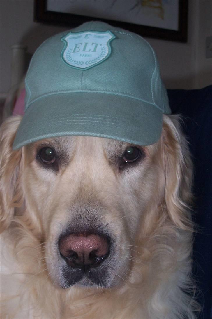 Golden retriever Lergaardens Playfull Pokémon (Tyson) billede 11