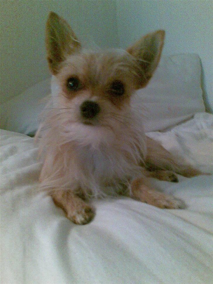 Blanding af racer Thilde - Thilde hygger i sengen. Morgenfrisk som altid! billede 15