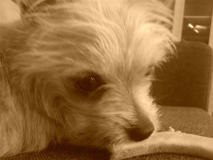 Blanding af racer Thilde - -Spiser kødben billede 16