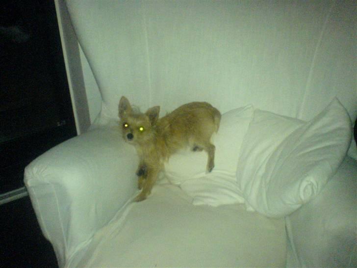 Blanding af racer Thilde - Sådan kan man også ligge og sove :S billede 17