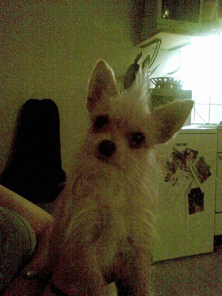 Blanding af racer Thilde - "Bare kald mig "Punker-Thilde"!" :P billede 18