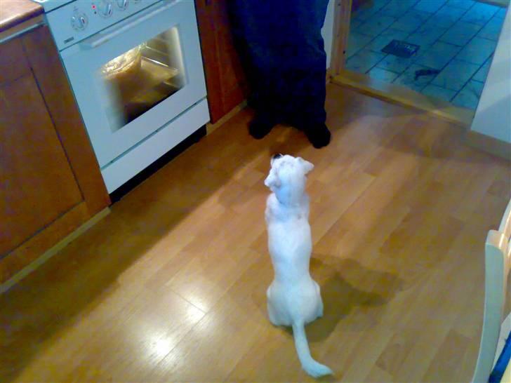 Blanding af racer Mitzie - Uhmmm mums ser lækkert ud det der er i ovnen *GG* billede 19