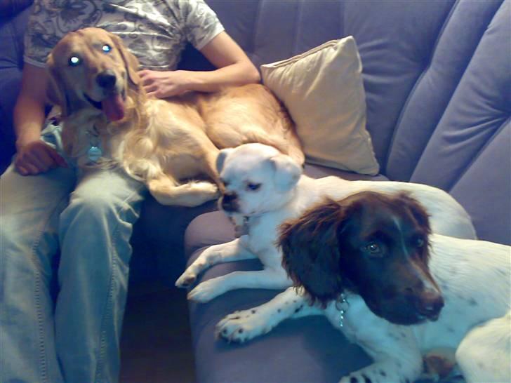 Blanding af racer Mitzie - Ligger og hygger i sofaen sammen med to af mine venner Charlie og Cody :-) billede 20