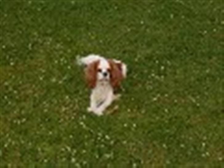 Cavalier king charles spaniel tjip - her ligger jeg rigtigt godt... billede 8
