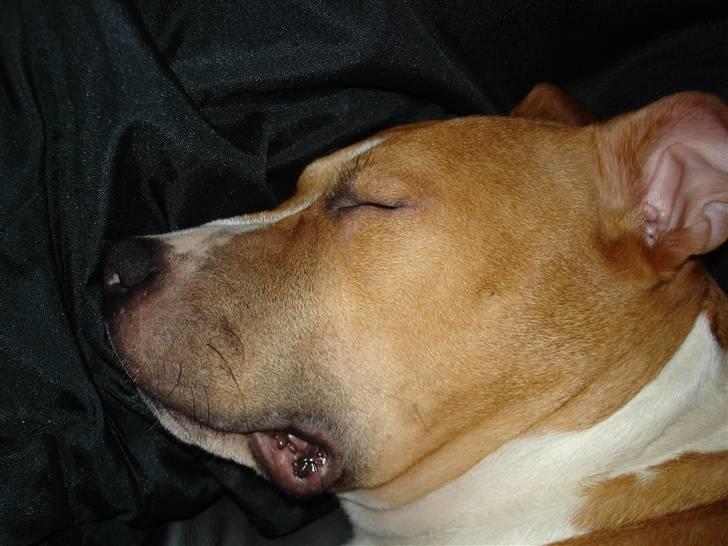 Amerikansk staffordshire terrier Oscar - zzzZZZZZzzzzz billede 5