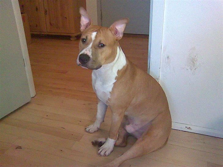 Amerikansk staffordshire terrier Oscar billede 6