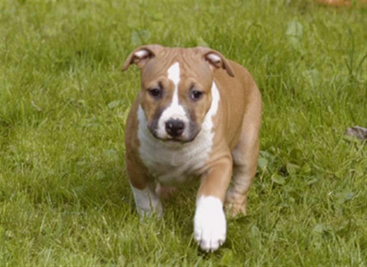 Amerikansk staffordshire terrier Oscar billede 7