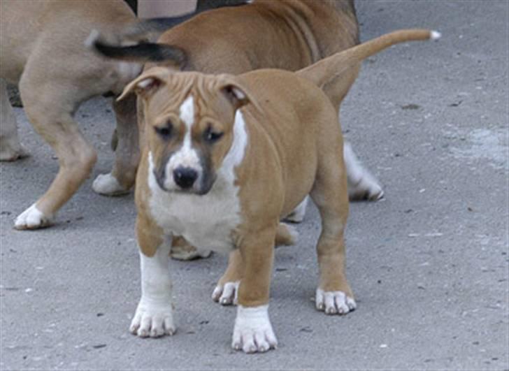 Amerikansk staffordshire terrier Oscar billede 8