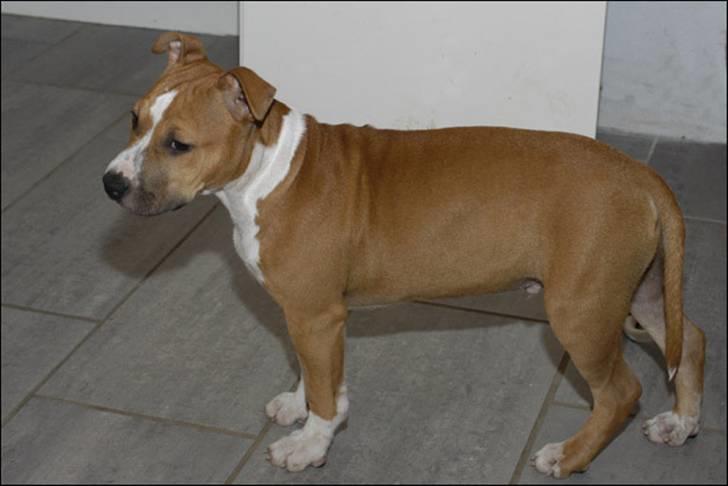 Amerikansk staffordshire terrier Oscar billede 9