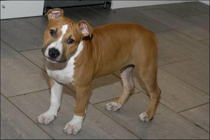 Amerikansk staffordshire terrier Oscar billede 10
