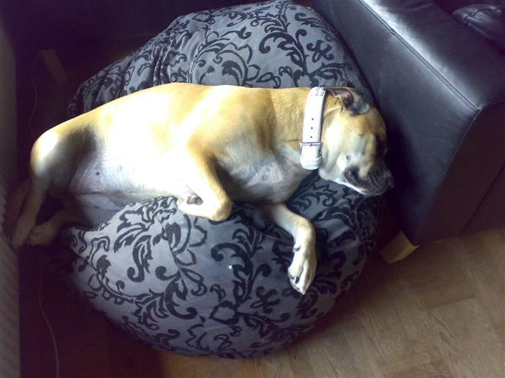 Dogo canario Bella - Man er altid træt efter en lang gå tur. billede 11