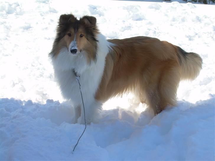 Collie langhåret Walther - Velkommen til Walthers profil. :) billede 1