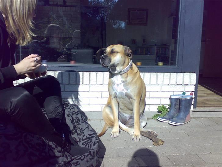 Dogo canario Bella - Dejligt, sommer vejr. billede 12