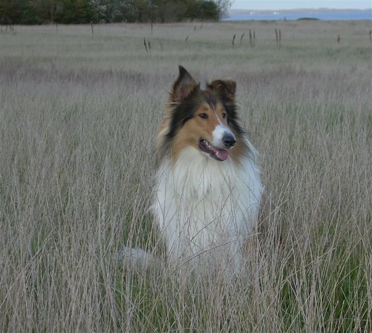 Collie langhåret Walther - NYT... Utrolig smuk.. :0) billede 2