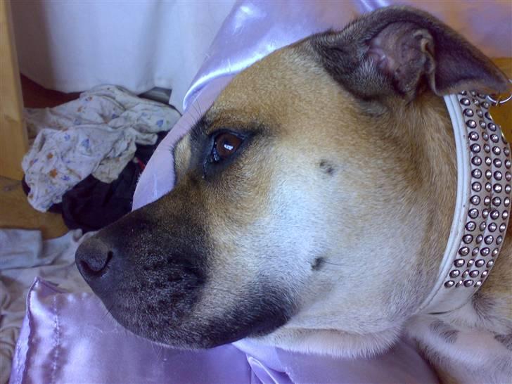 Dogo canario Bella billede 13