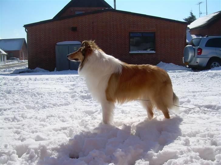 Collie langhåret Walther - Flotte fyr... ;) billede 3