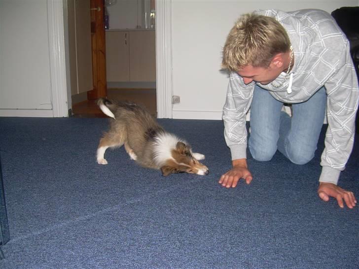 Collie langhåret Walther - Ska vi lege??? billede 4