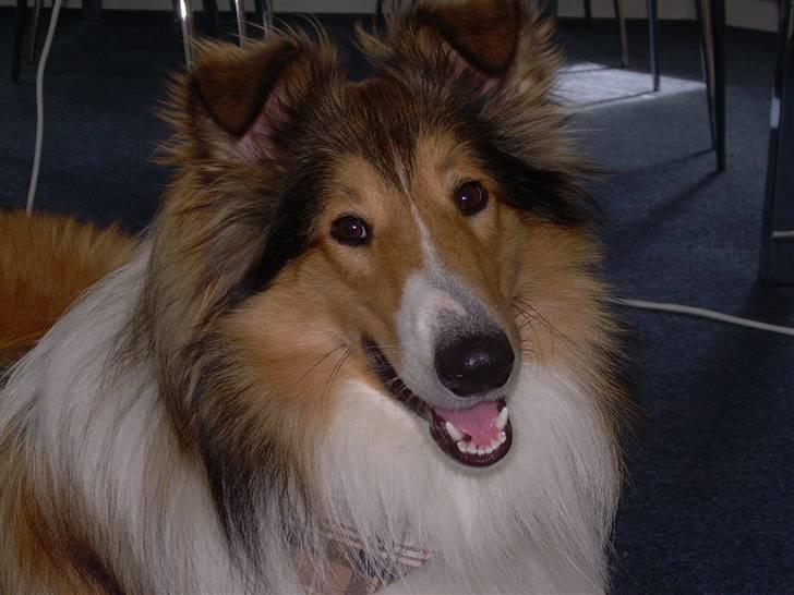 Collie langhåret Walther - Sååh sød... <3 billede 5