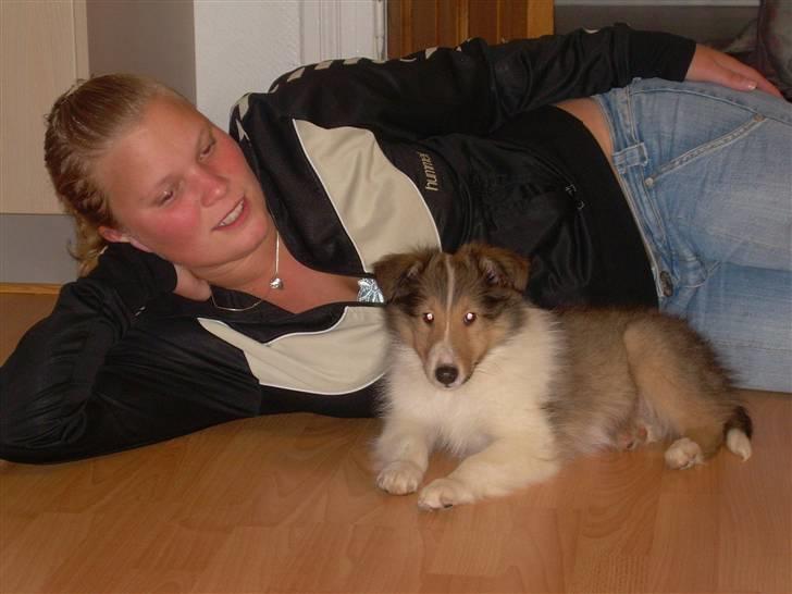 Collie langhåret Walther - Første dag han kom hjem. :D billede 6