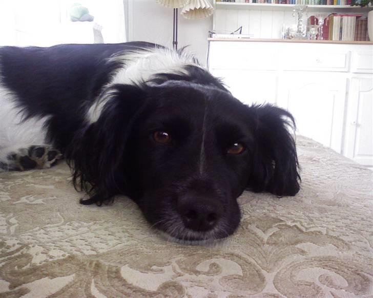 Blanding af racer Kalimera billede 1