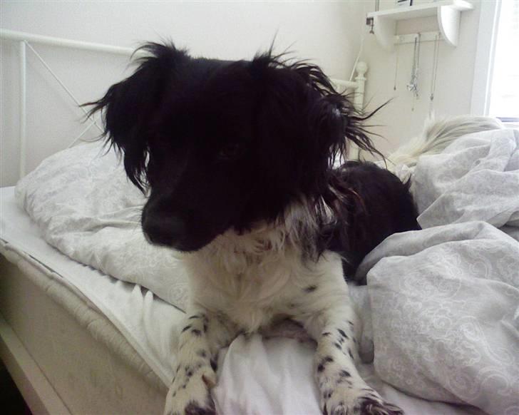 Blanding af racer Kalimera billede 2