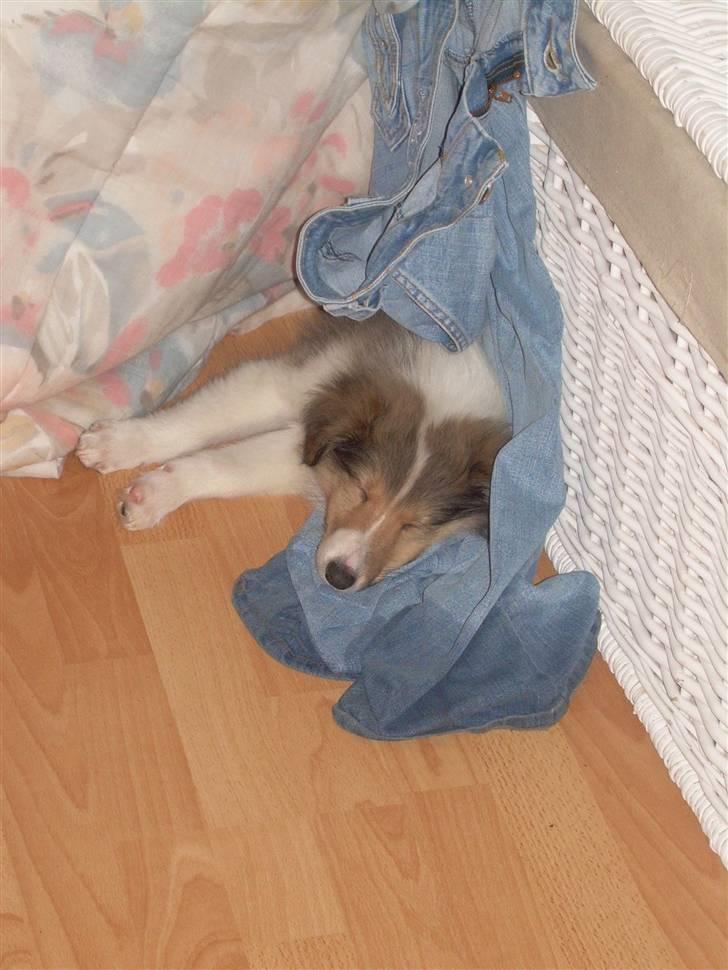Collie langhåret Walther - zZz blev lige træt på mors bukser.. billede 8