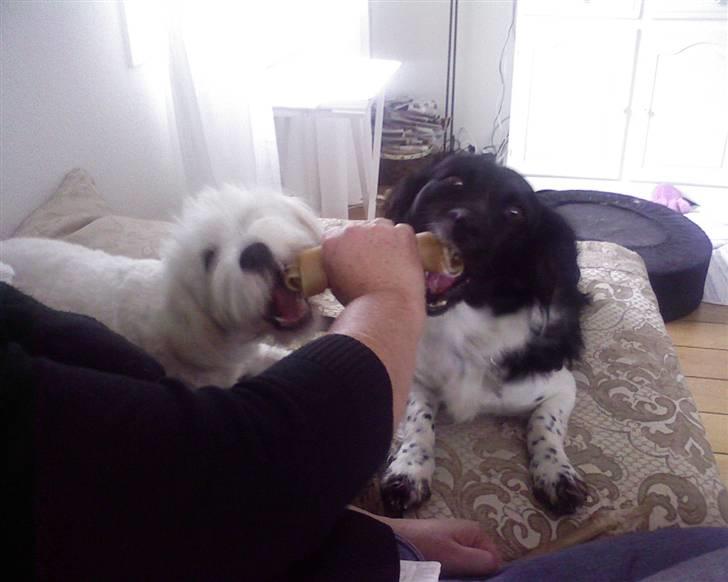 Blanding af racer Kalimera billede 3