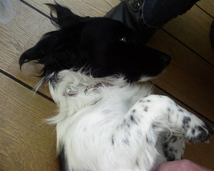 Blanding af racer Kalimera billede 4