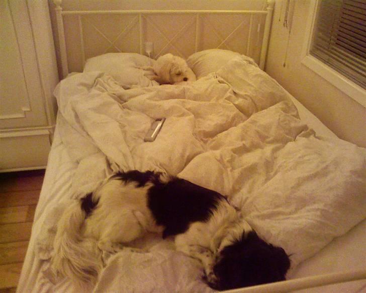 Blanding af racer Kalimera billede 5