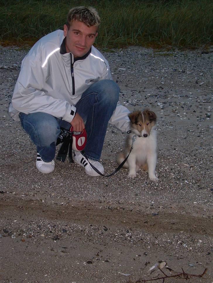 Collie langhåret Walther billede 9