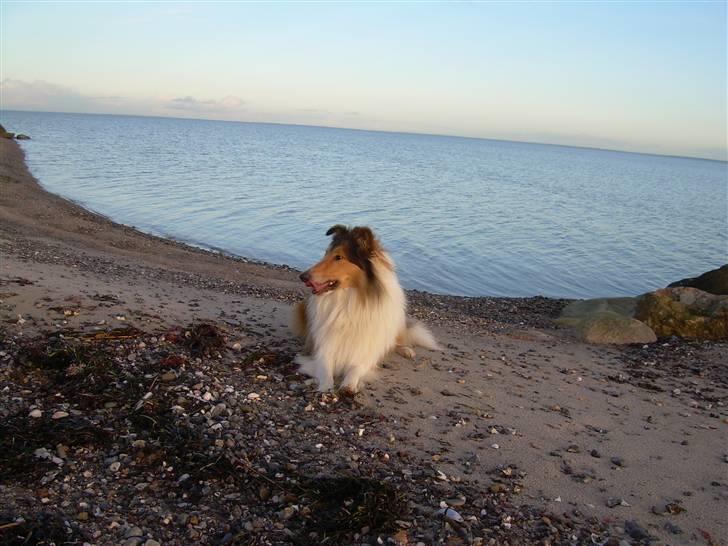 Collie langhåret Walther - En hyggedag ved stranden.. :)  billede 10
