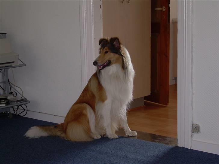 Collie langhåret Walther - Sikke en flot fyr.. ;) billede 11