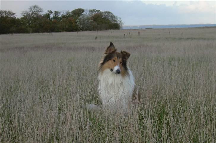 Collie langhåret Walther - NYT..  billede 12