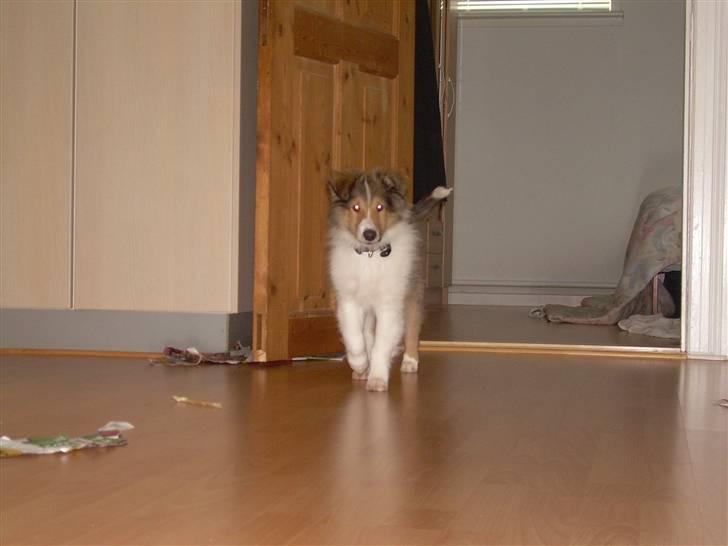 Collie langhåret Walther billede 13