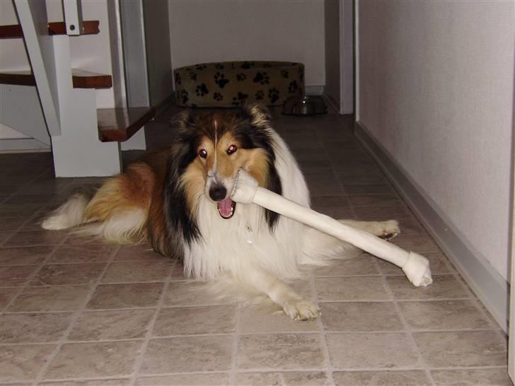 Collie langhåret Walther billede 14