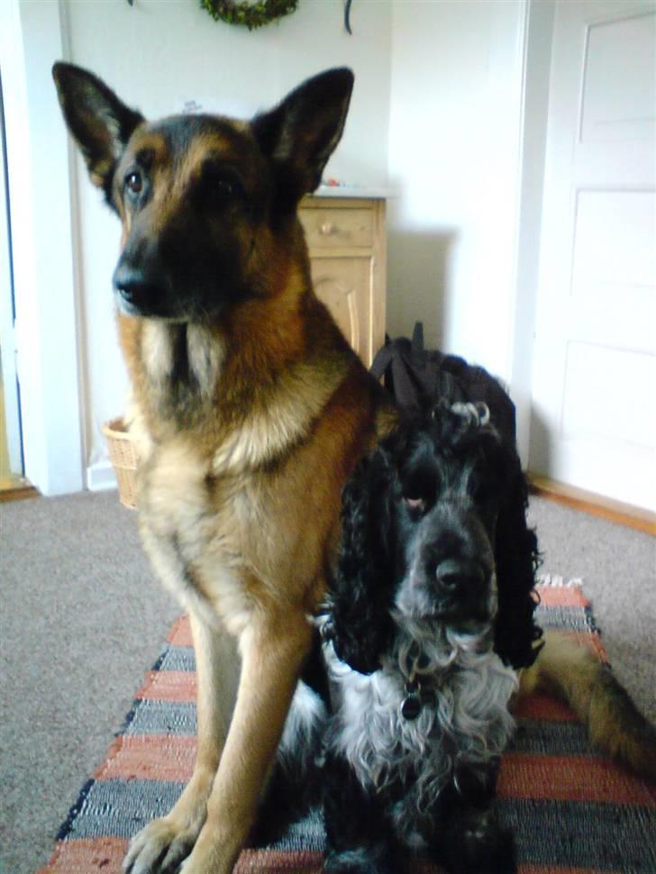 Cocker spaniel pluto - pluto og quido er de ikk bare flotte som de sidder der ??? billede 7