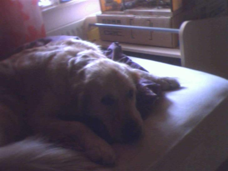 Golden retriever Rosie<3 - Kære Skaat på sengen, jeg tog diig lii´ der <3 :P billede 1